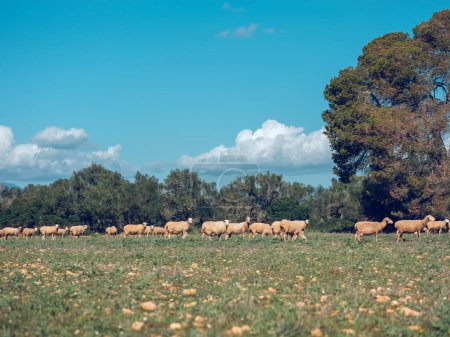 Foto de Manada de ovejas domésticas que pastan en hierba verde cerca de árboles bajo el cielo azul nublado en el campo en el día soleado - Imagen libre de derechos
