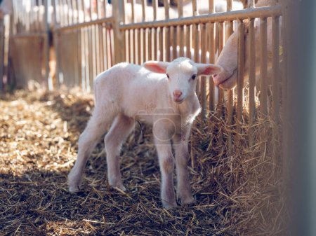 Foto de Adorable pastoreo de ovejas domésticas en un recinto lleno de heno cerca de una cerca separada de un rebaño en tierras de cultivo soleadas - Imagen libre de derechos