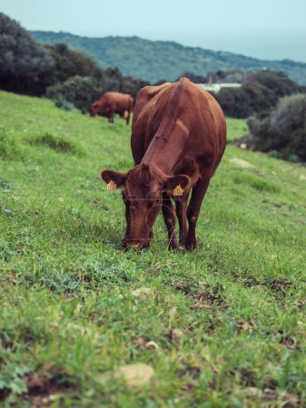 Foto de Manada de vacas marrones domésticas comiendo hierba verde mientras pastan en la campiña montañosa de Menorca - Imagen libre de derechos