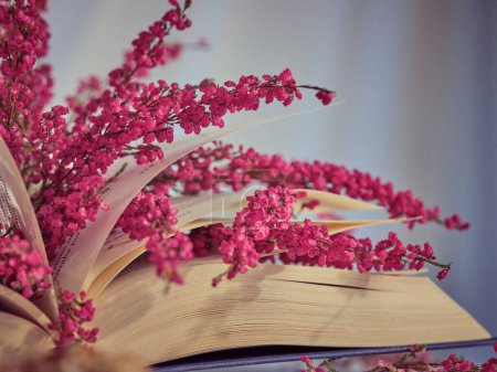 Foto de Libro abierto con ramitas de color rosa de flores de brezo con pequeñas flores en las páginas colocadas en la sala de luz en casa - Imagen libre de derechos