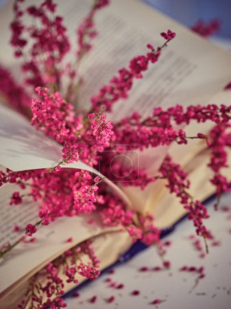 Foto de Las ramitas de flores de brezo de colores suaves en las páginas del libro abierto colocado en la mesa blanca en la sala de luz en casa - Imagen libre de derechos