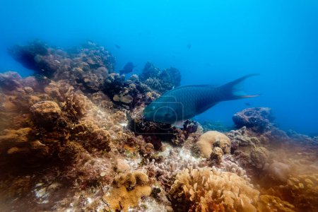 Téléchargez les photos : Plan sous-marin de petits poissons gris sauvages nageant dans de l'eau de mer bleue transparente propre près du récif corallien - en image libre de droit