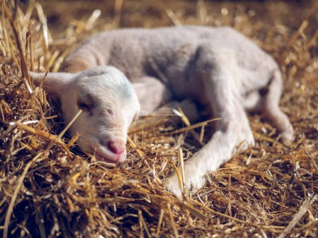 Foto de Linda oveja bebé blanco con los ojos cerrados durmiendo en paja seca en el potrero soleado granja - Imagen libre de derechos