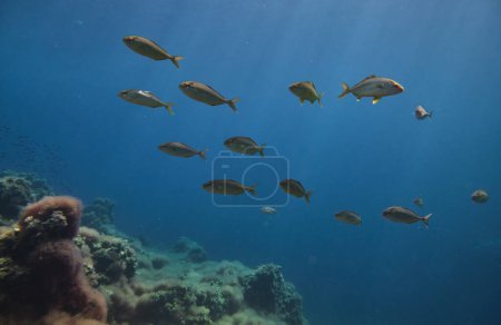 Foto de Brote de peces exóticos nadando en hábitat natural cerca del arrecife de coral profundo en el fondo del océano - Imagen libre de derechos