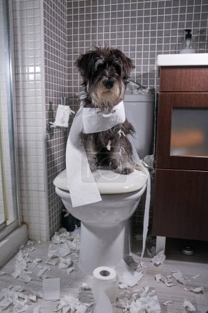 Téléchargez les photos : Petit chien moelleux assis sur les toilettes et regardant la caméra avec du papier toilette enroulé autour et des morceaux éparpillés sur le sol - en image libre de droit