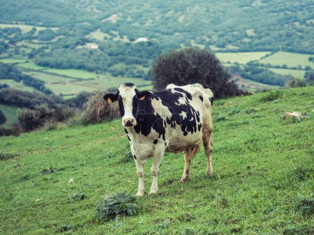 Foto de Vaca de Holstein raza pastoreo en campo herboso en la pendiente de colinas verdes en el campo - Imagen libre de derechos