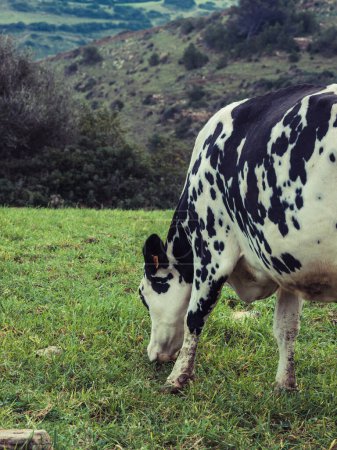 Foto de Vaca blanca con manchas negras pastando en verde campo de hierba en la colina en la campiña de Menorca en el día de verano - Imagen libre de derechos