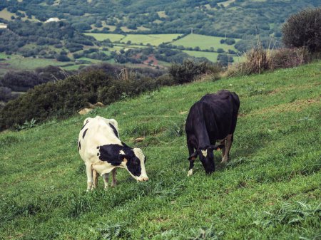 Foto de Desde arriba de vacas domésticas pastando en prado verde en el campo montañoso de Menorca contra vista de campos y bosques - Imagen libre de derechos