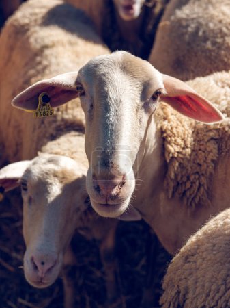 Téléchargez les photos : D'en haut du troupeau de moutons pelucheux debout sur le sol dans l'enceinte de la ferme dans la journée ensoleillée - en image libre de droit