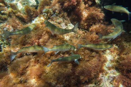 Foto de Vista submarina de la escuela de peces sarpa exóticos nadando profundamente en el océano cerca del arrecife de coral en el fondo - Imagen libre de derechos
