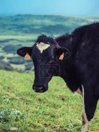 Photo for Black and white cow standing on green grassy field in hilly countryside in Menorca - Royalty Free Image
