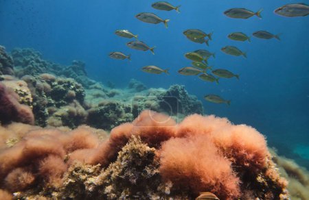 Vista submarina del banco de peces exóticos nadando profundamente en el océano cerca de coloridos arrecifes de coral en hábitat natural