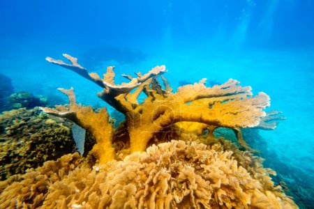 Foto de Vista submarina de corales amarillos brillantes que crecen en el agua azul clara del mar en día soleado - Imagen libre de derechos