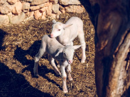Foto de Desde arriba de adorable oveja bebé blanco de pie en el suelo con heno cerca de la pared de piedra en la granja paddock - Imagen libre de derechos
