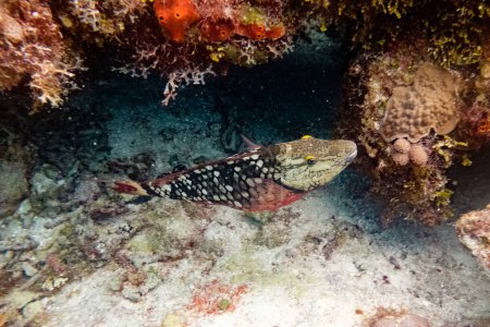 Foto de Desde arriba tiro submarino de exóticos peces de arrecife de coral nadando en agua de mar clara cerca del fondo - Imagen libre de derechos