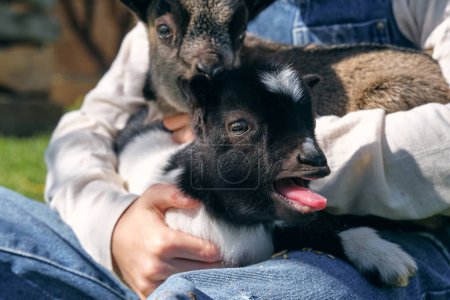 Téléchargez les photos : Cultiver agriculteur méconnaissable en vêtements décontractés embrassant les chèvres naines mignonnes tout en étant assis sur prairie herbeuse par une journée ensoleillée à la campagne - en image libre de droit