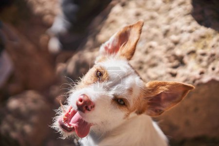 Foto de Desde arriba de lindo perro mirando a la cámara con la lengua hacia fuera mientras está de pie en suelo pedregoso en la naturaleza en el día de verano - Imagen libre de derechos