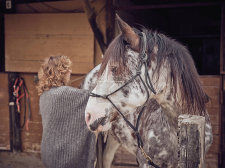 Foto de Vista lateral de hembra anónima parada cerca de caballo en arnés con abrigo moteado en establo con puertas de madera en zona rural - Imagen libre de derechos