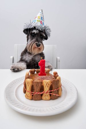 Foto de Obediente sal esponjosa y pimienta raza perro con gorra sentado en la silla mientras mira a la cámara cerca de la quema de la vela pastel y tratar en plato - Imagen libre de derechos