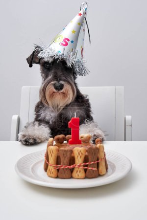 Foto de Curioso perro de mascota mullido sal y pimienta en gorra sentado en silla blanca y sosteniendo la mesa con pastel de cumpleaños mientras mira a la cámara - Imagen libre de derechos