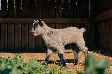 Foto de Cabra pequeña con pelaje gris esponjoso de pie contra la valla de madera en el patio de cultivo en el día soleado - Imagen libre de derechos