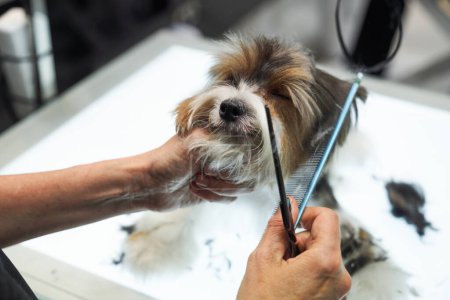 Photo for From above of faceless groomer combing adorable Yorkshire Terrier while cutting hair in modern salon - Royalty Free Image