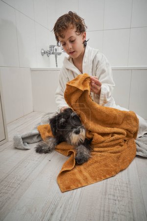 Téléchargez les photos : Garçon attentionné en peignoir avec cheveux mouillés après le bain séchage fourrure de chien Schnauzer miniature obéissant avec serviette dans la salle de bain - en image libre de droit