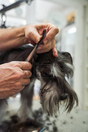 Photo for Crop anonymous groomer using scissors to cut hair on ear of cute Miniature Schnauzer at professional grooming salon - Royalty Free Image