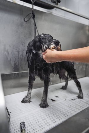 Photo for Unrecognizable groomer comforting adorable Miniature Schnauzer with wet fur standing in metal bath during washing procedure in professional grooming salon - Royalty Free Image