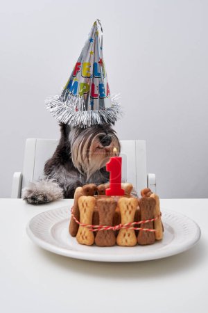 Foto de Lindo perro mascota obediente mullido blanco y negro con tapa cónica que cubre los ojos sentados en la mesa con pastel de cumpleaños y vela roja ardiente en el plato - Imagen libre de derechos