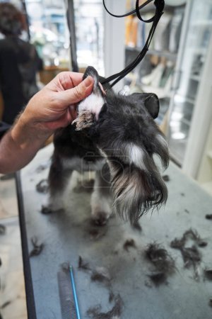 Foto de Peluquería masculina irreconocible recortando el pelo en la oreja del perro miniatura Schnauzer en la mesa en el salón profesional - Imagen libre de derechos