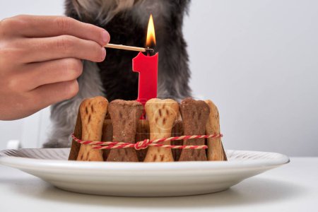 Foto de Dueño irreconocible con perro doméstico de piel negra y blanca de pie cerca de la mesa y encendiendo vela en la torta mientras se celebra el cumpleaños de la mascota - Imagen libre de derechos