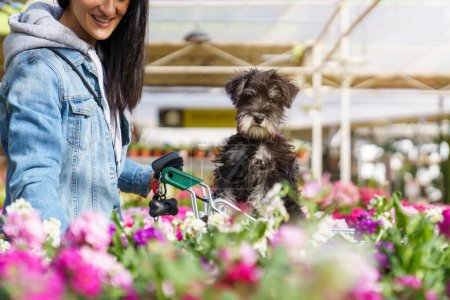 Téléchargez les photos : Client féminin méconnaissable dans un magasin de fleuristes avec un chien en laisse assis dans un chariot regardant des fleurs en fleurs colorées - en image libre de droit