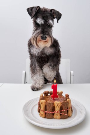 Foto de Adorable perro Schnauzer miniatura con piel blanca y negra de pie en la silla en la mesa cerca de la vela llama ardiente y pastel en el plato - Imagen libre de derechos
