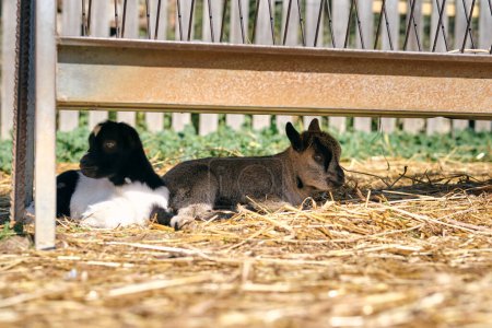 Foto de Planta baja de pequeñas cabras encantadoras con abrigo esponjoso acostado sobre hierba seca bajo el banco en el campo en el día soleado - Imagen libre de derechos