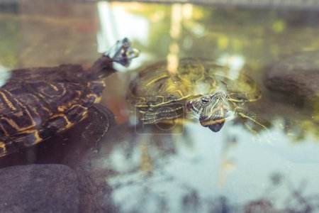 Téléchargez les photos : Balle de tortues de mer sauvages adorables avec des coquilles solides nageant dans l'eau propre le jour de l'été dans la nature de préserver - en image libre de droit