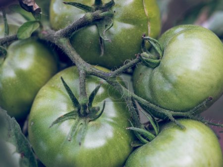 Foto de De arriba el primer plano de los tomates verdes inmaduros que crecen en la rama juntos contra el fondo borroso - Imagen libre de derechos