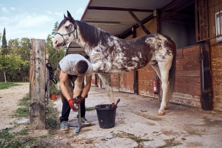 Photo for Farrier boy changing horseshoe in the stable - Royalty Free Image