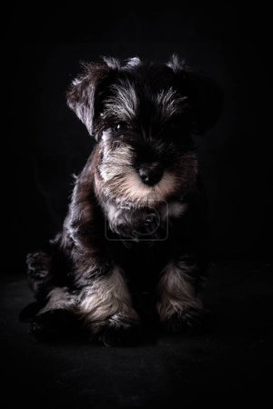 Photo for Full body of adorable fluffy black miniature Schnauzer dog sitting against black background and looking at camera - Royalty Free Image