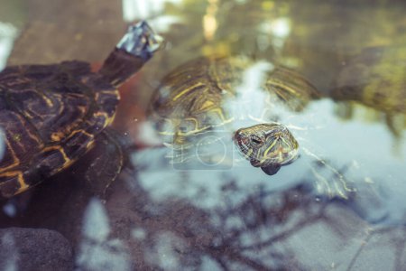 Téléchargez les photos : Mignonnes tortues de mer sauvages avec des coquilles solides et des rayures jaunes nageant dans un étang transparent propre le jour de l'été dans la réserve - en image libre de droit