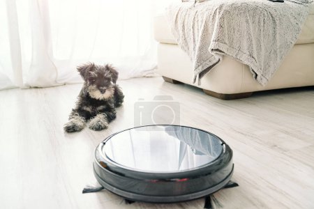 Téléchargez les photos : Calme Miniature Schnauzer chien couché sur le sol et regardant travailler robot aspirateur dans la lumière salon à la maison - en image libre de droit