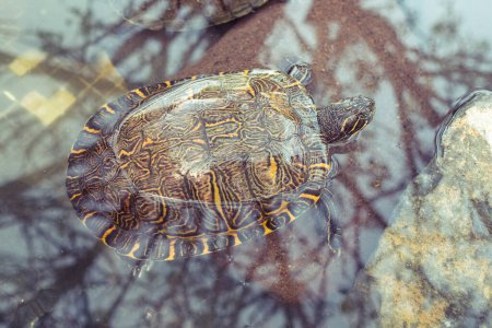 Téléchargez les photos : De dessus de tortue de mer avec des rayures colorées sur coquille nageant dans un étang transparent propre le jour de l'été dans la réserve - en image libre de droit