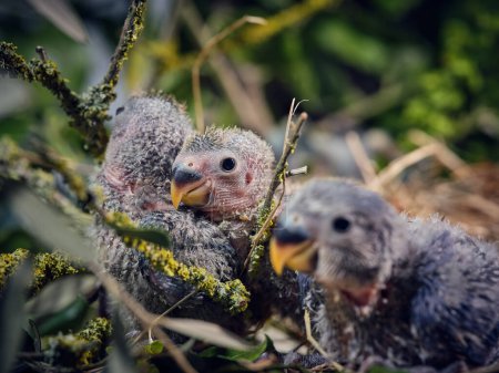 Foto de Primer plano de pequeños polluelos de tortolitos con plumaje gris sentados en el nido entre tallos verdes y follaje en la naturaleza - Imagen libre de derechos