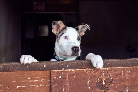 Foto de El perrito de la colmena fronteriza con los ojos azules salpicando la puerta de madera. - Imagen libre de derechos