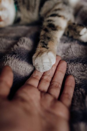 Photo for Closeup hand of unrecognizable person touching soft paw of cat on warm blanket - Royalty Free Image