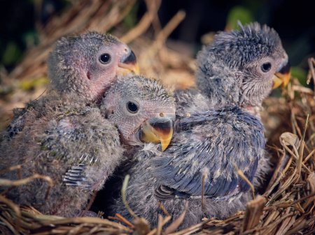 Foto de Linda mamá y polluelos de tortolitos con plumaje gris y azul claro sentado en el nido hecho de paja en el árbol - Imagen libre de derechos