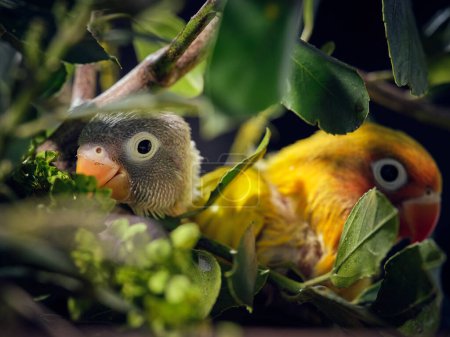 Foto de Desde arriba de primer plano de tortolitos con plumaje amarillo brillante sentado en la rama del árbol entre el follaje verde exuberante - Imagen libre de derechos