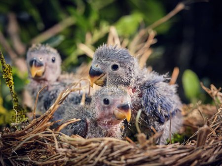 Photo for Closeup of gray fluffy mom lovebird sitting with cute little hatchlings in nest made of straw - Royalty Free Image