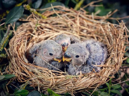 Foto de Primer plano ángulo alto de pequeños polluelos tortolitos lindos con plumas grises sentados juntos en nido de madera entre plantas verdes - Imagen libre de derechos