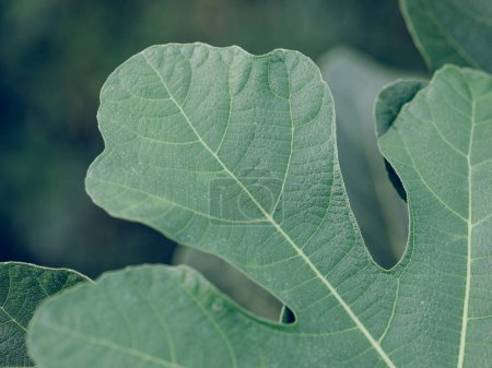 Photo for Background of green curvy leaf with thin white veins growing outside against blurred background - Royalty Free Image